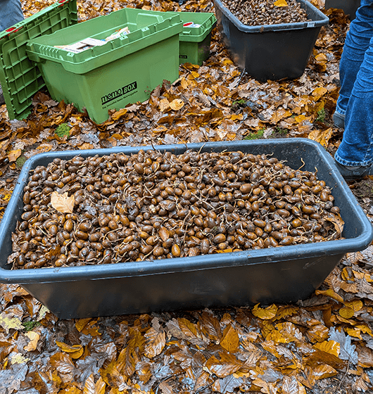 eicheln3 Eicheln sammeln